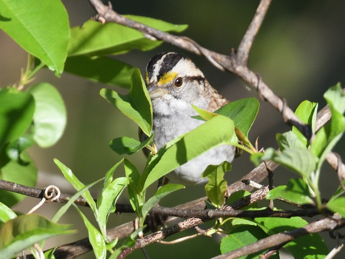 White-throated Sparrow - ML619502708