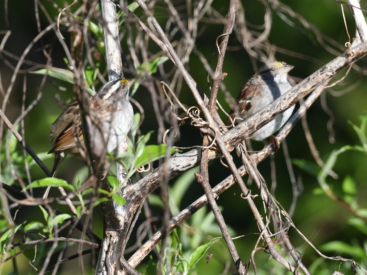 White-throated Sparrow - ML619502710