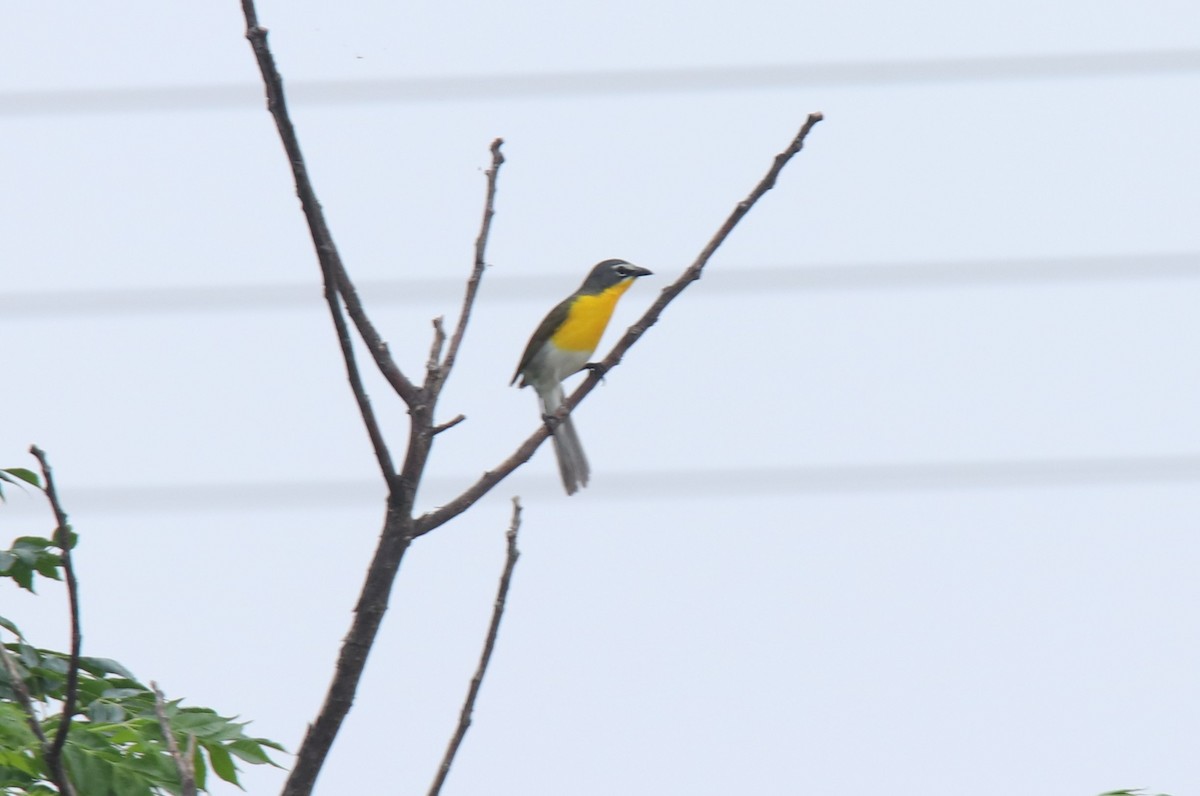 Yellow-breasted Chat - ML619502719
