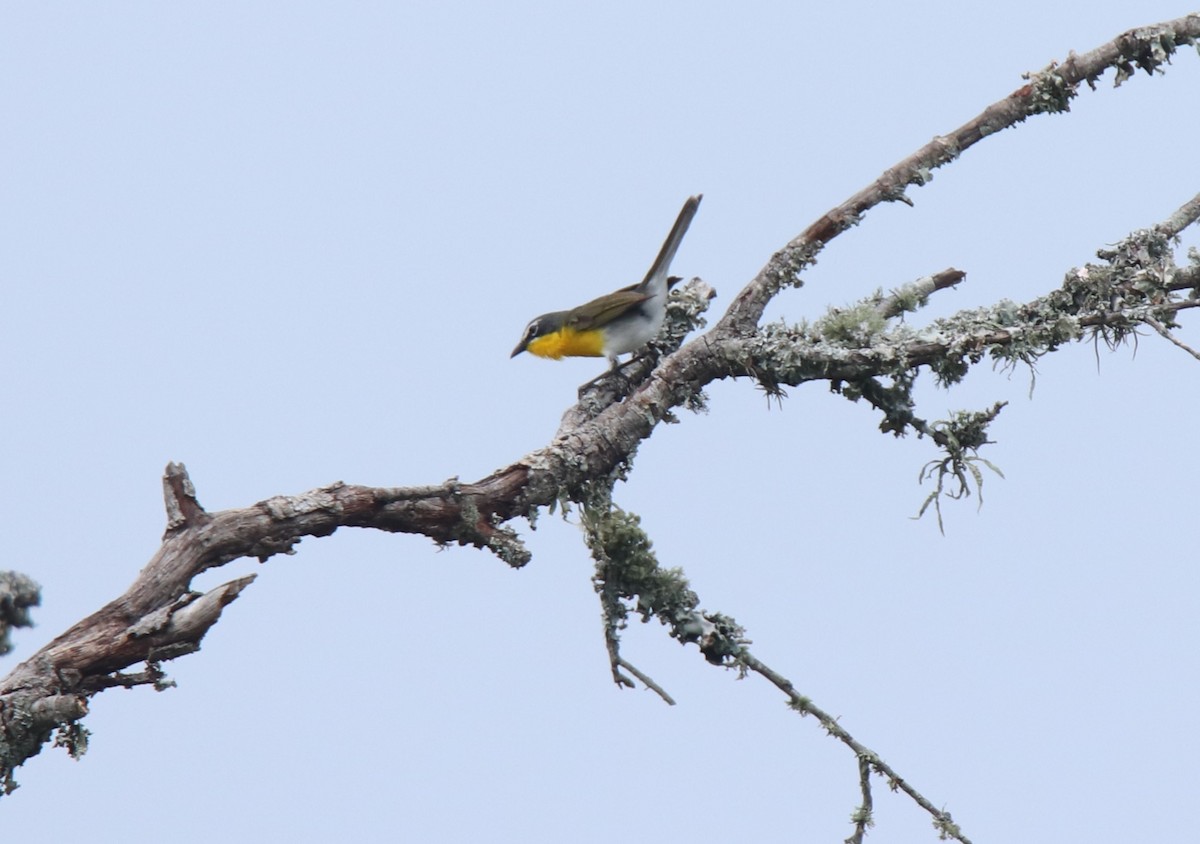 Yellow-breasted Chat - ML619502722
