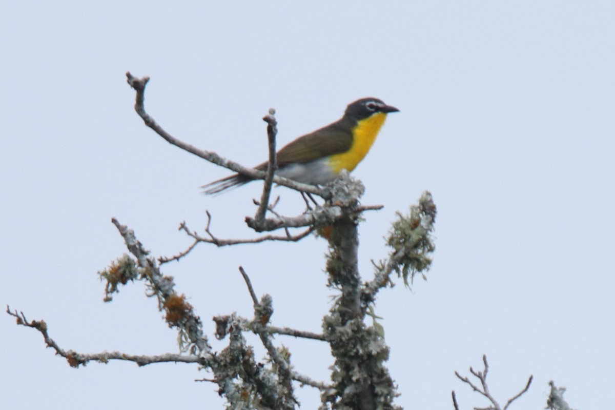 Yellow-breasted Chat - ML619502723