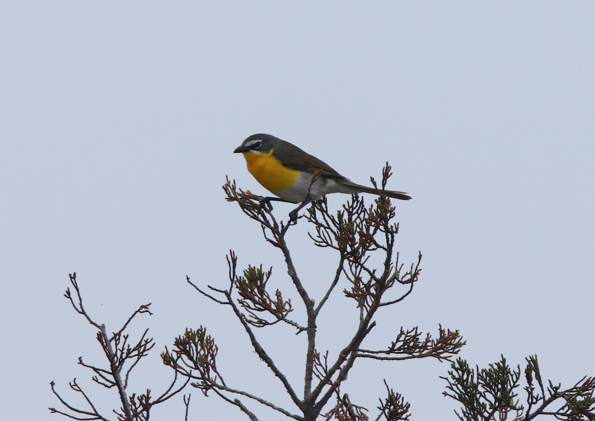Yellow-breasted Chat - ML619502727