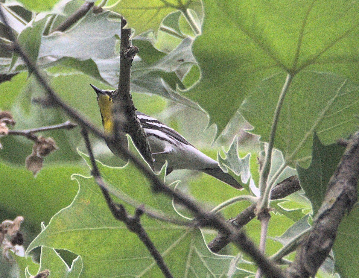 Yellow-throated Warbler - ML619502738