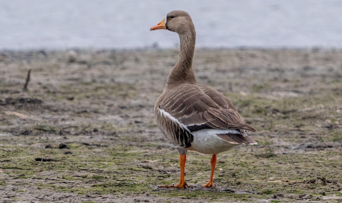 Greater White-fronted Goose - ML619502781