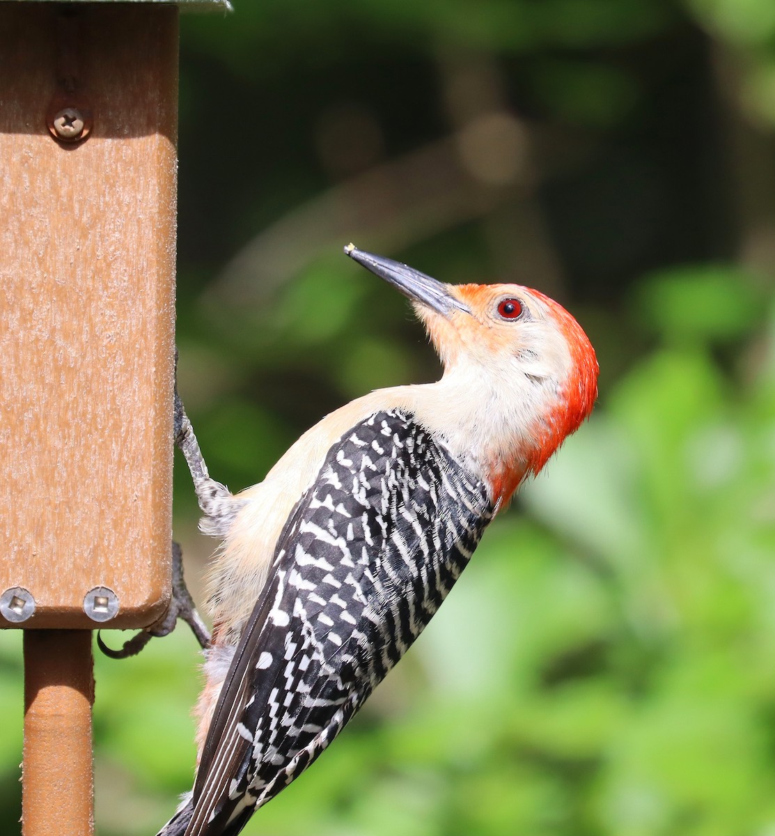 Red-bellied Woodpecker - ML619502844
