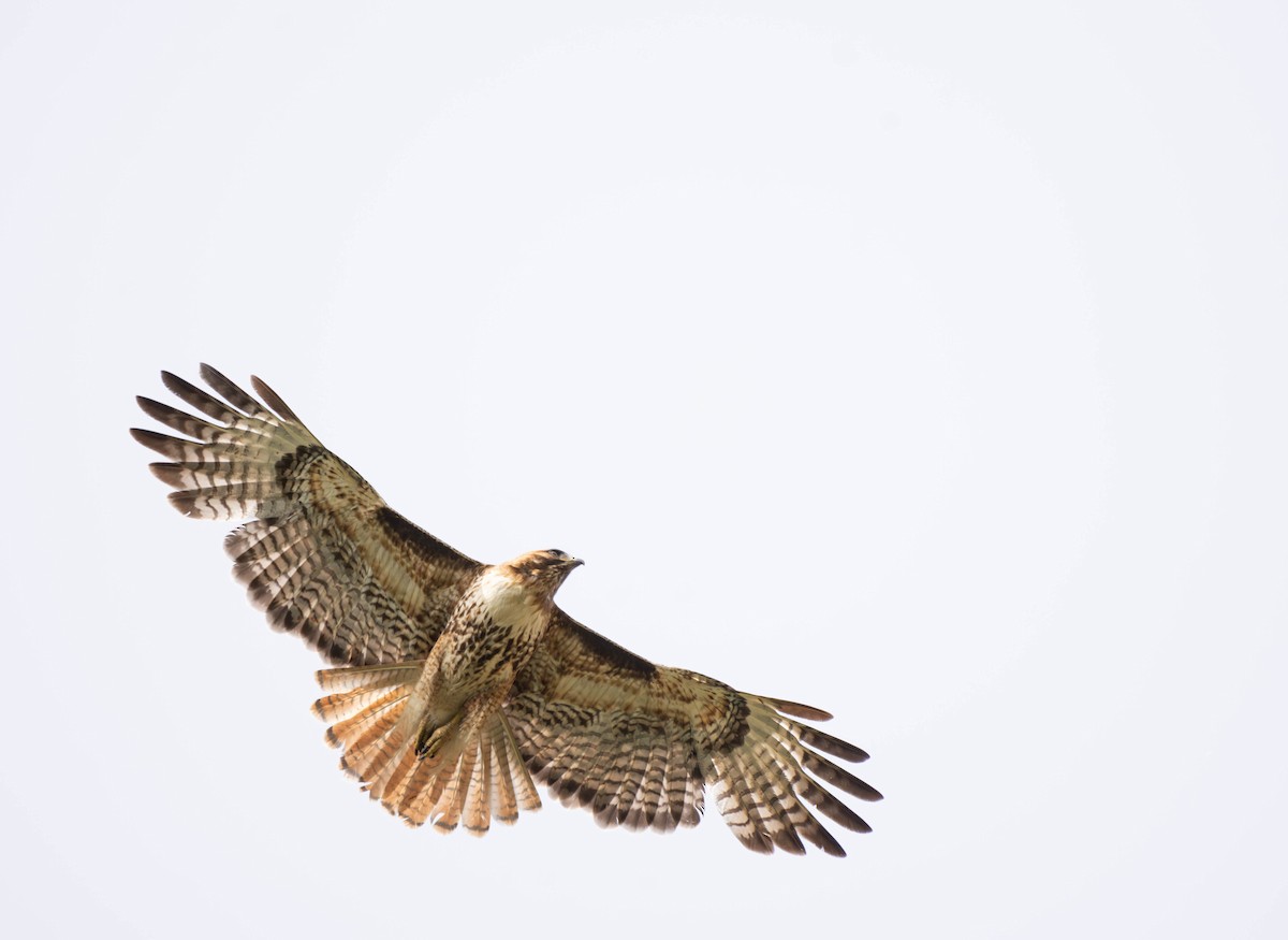 Red-tailed Hawk - ML619502848