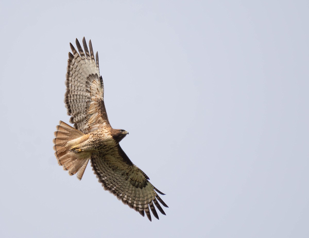 Red-tailed Hawk - ML619502849