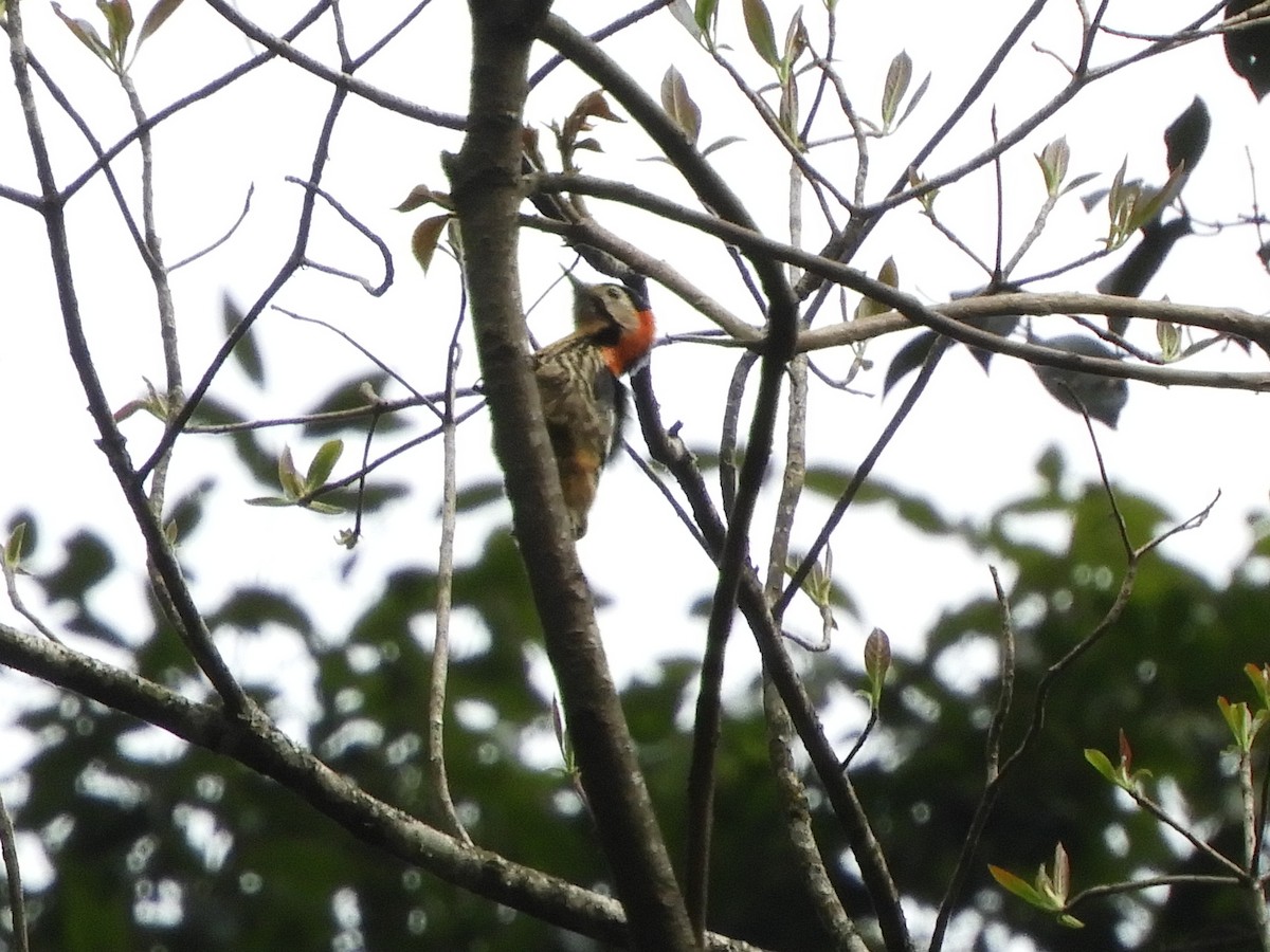Crimson-naped Woodpecker - ML619502936