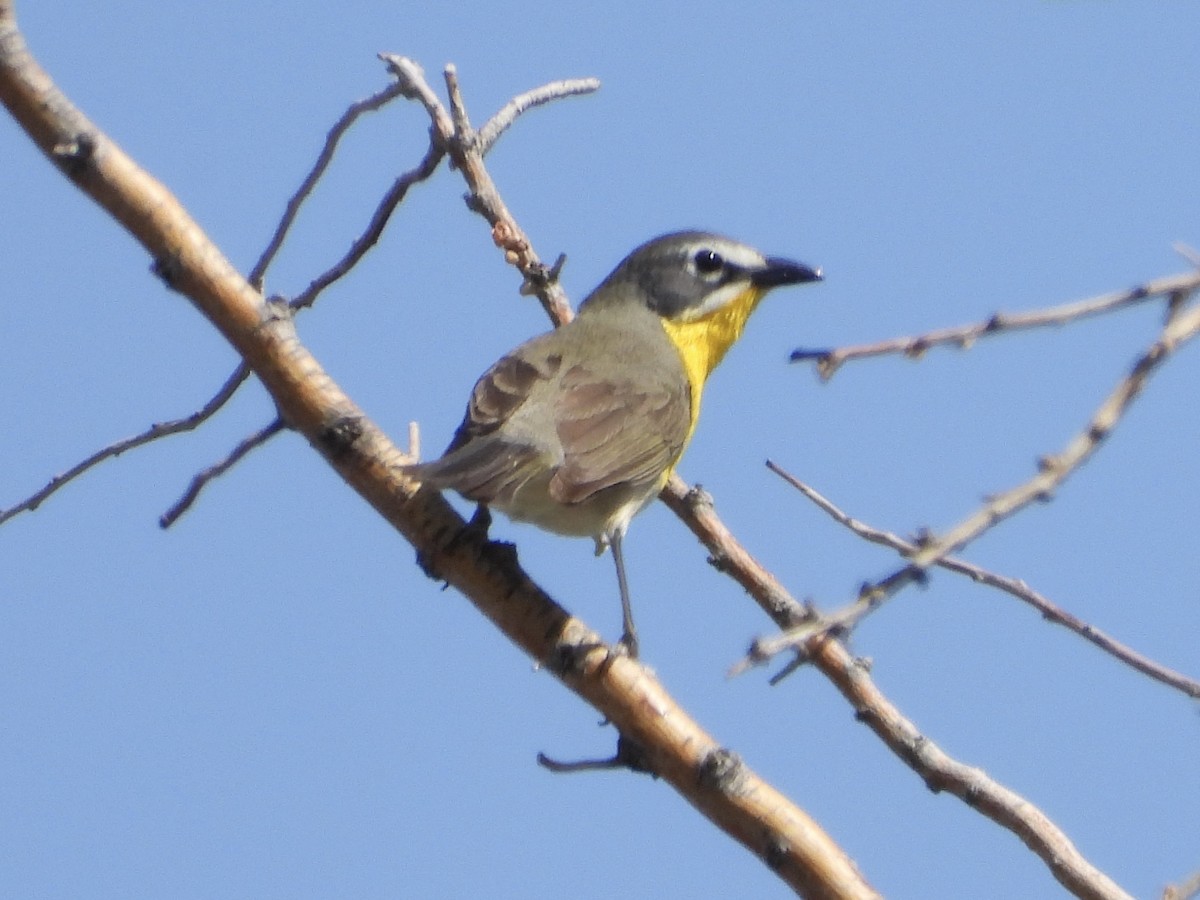 Yellow-breasted Chat - ML619502951