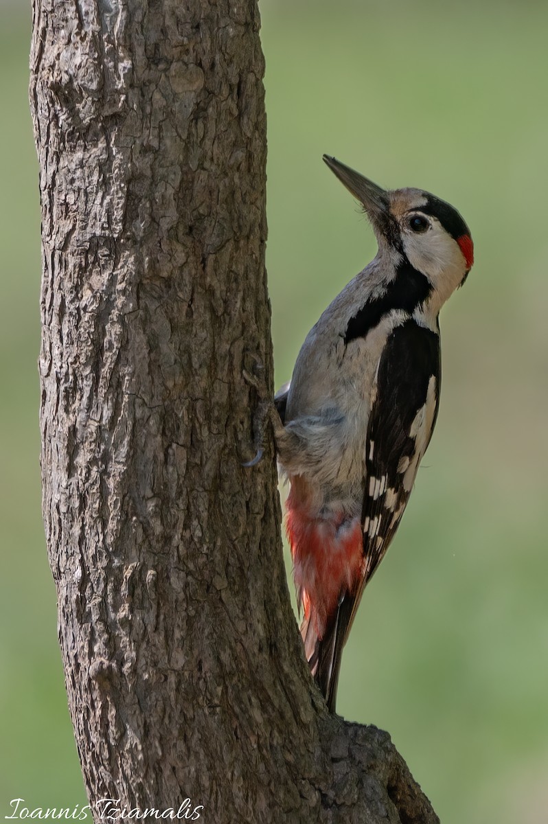 Syrian Woodpecker - ML619502980