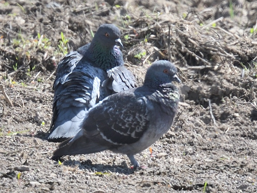 Rock Pigeon (Feral Pigeon) - ML619502987