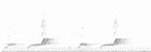 Mexikonachtschwalbe - ML619502994