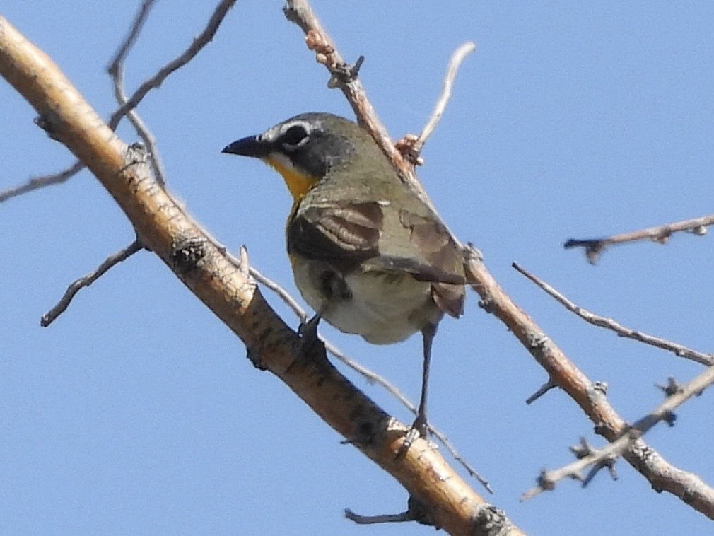 Yellow-breasted Chat - ML619503000