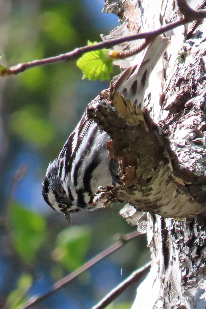 Black-and-white Warbler - ML619503005