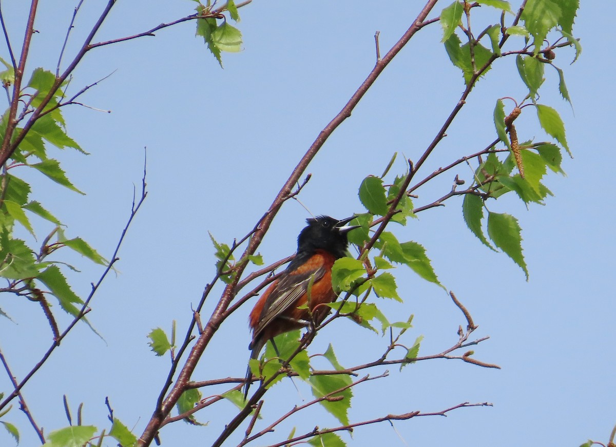 Orchard Oriole - ML619503038