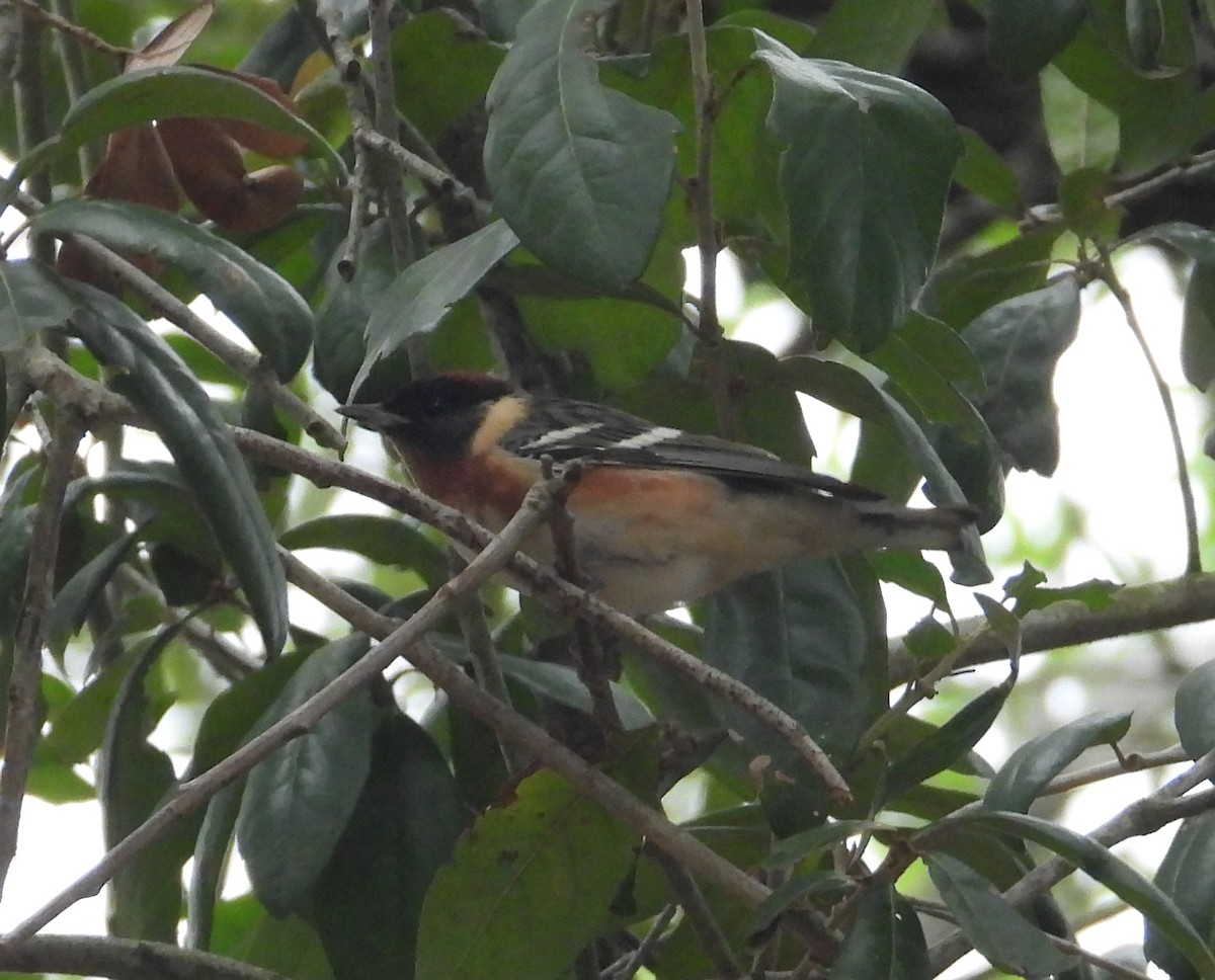 Bay-breasted Warbler - ML619503041