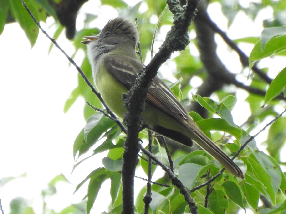 Great Crested Flycatcher - ML619503051