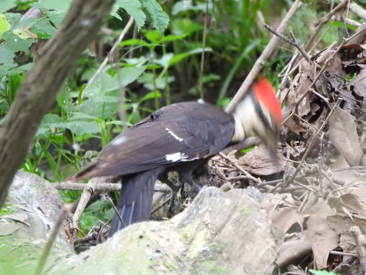 Pileated Woodpecker - ML619503082