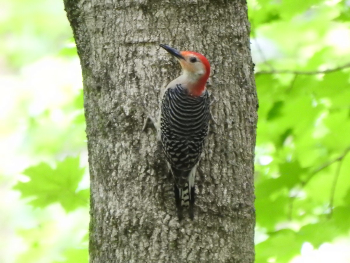 Red-bellied Woodpecker - ML619503101