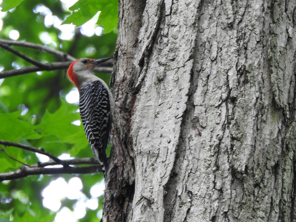 Red-bellied Woodpecker - ML619503102