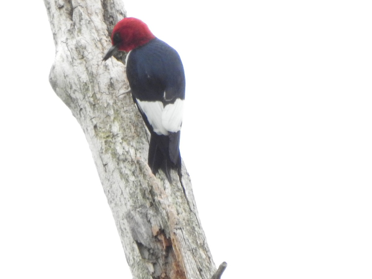 Red-headed Woodpecker - ML619503110