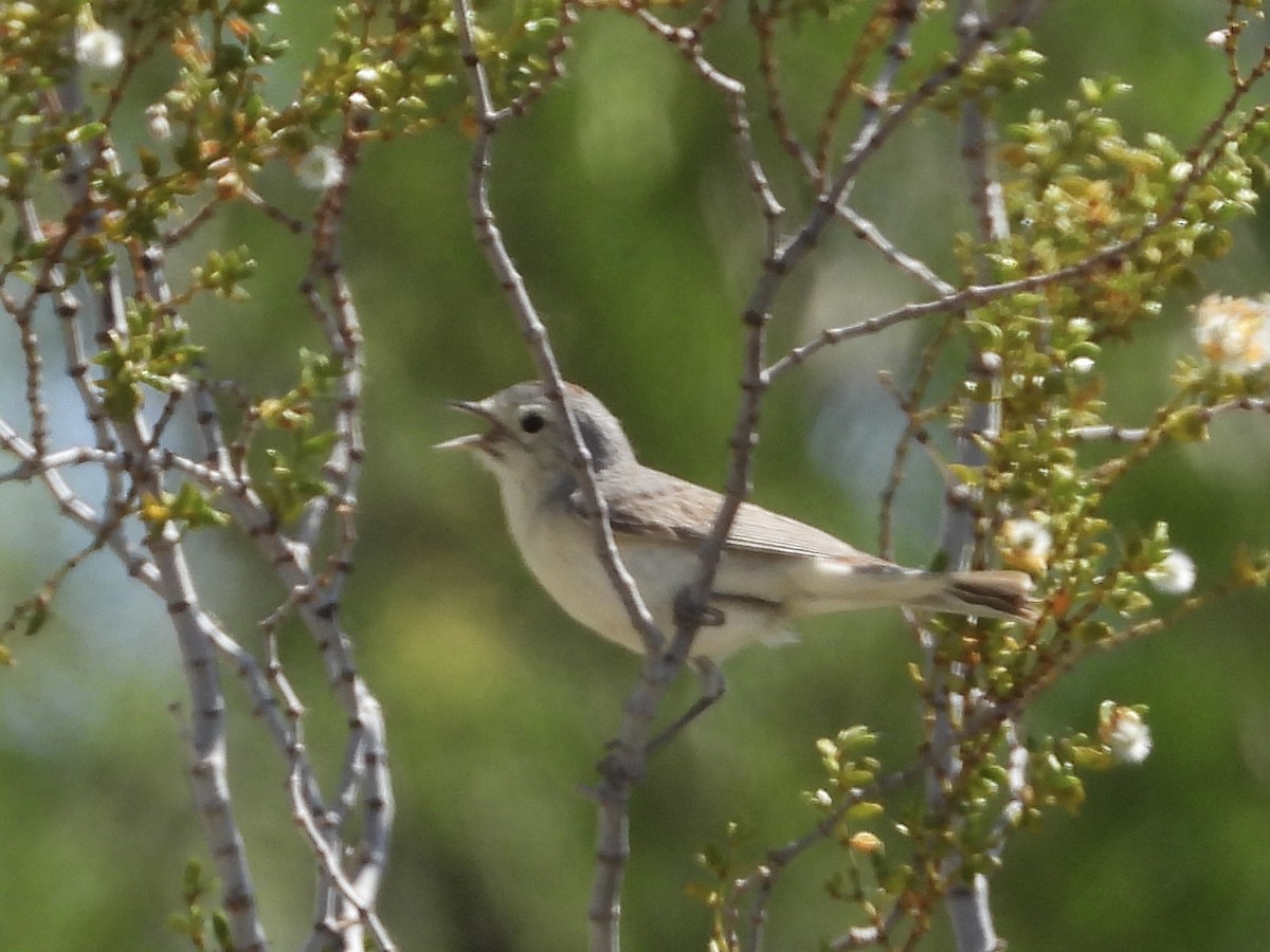 Lucy's Warbler - ML619503111