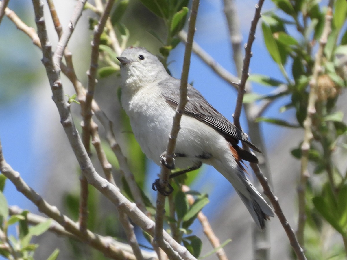 Lucy's Warbler - ML619503112