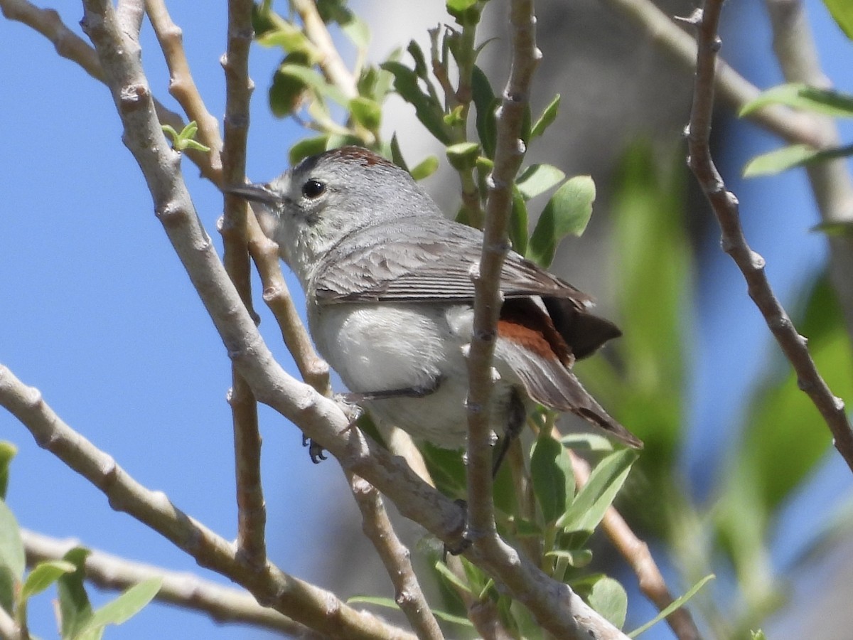 Lucy's Warbler - ML619503118