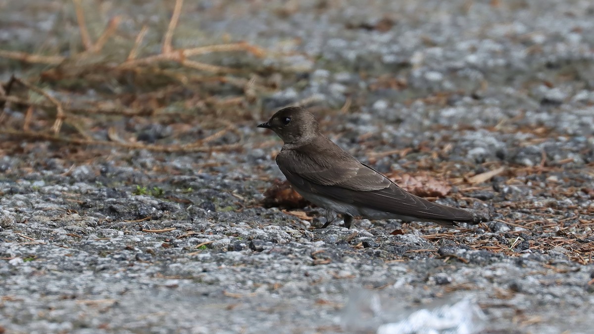 Northern Rough-winged Swallow - ML619503129
