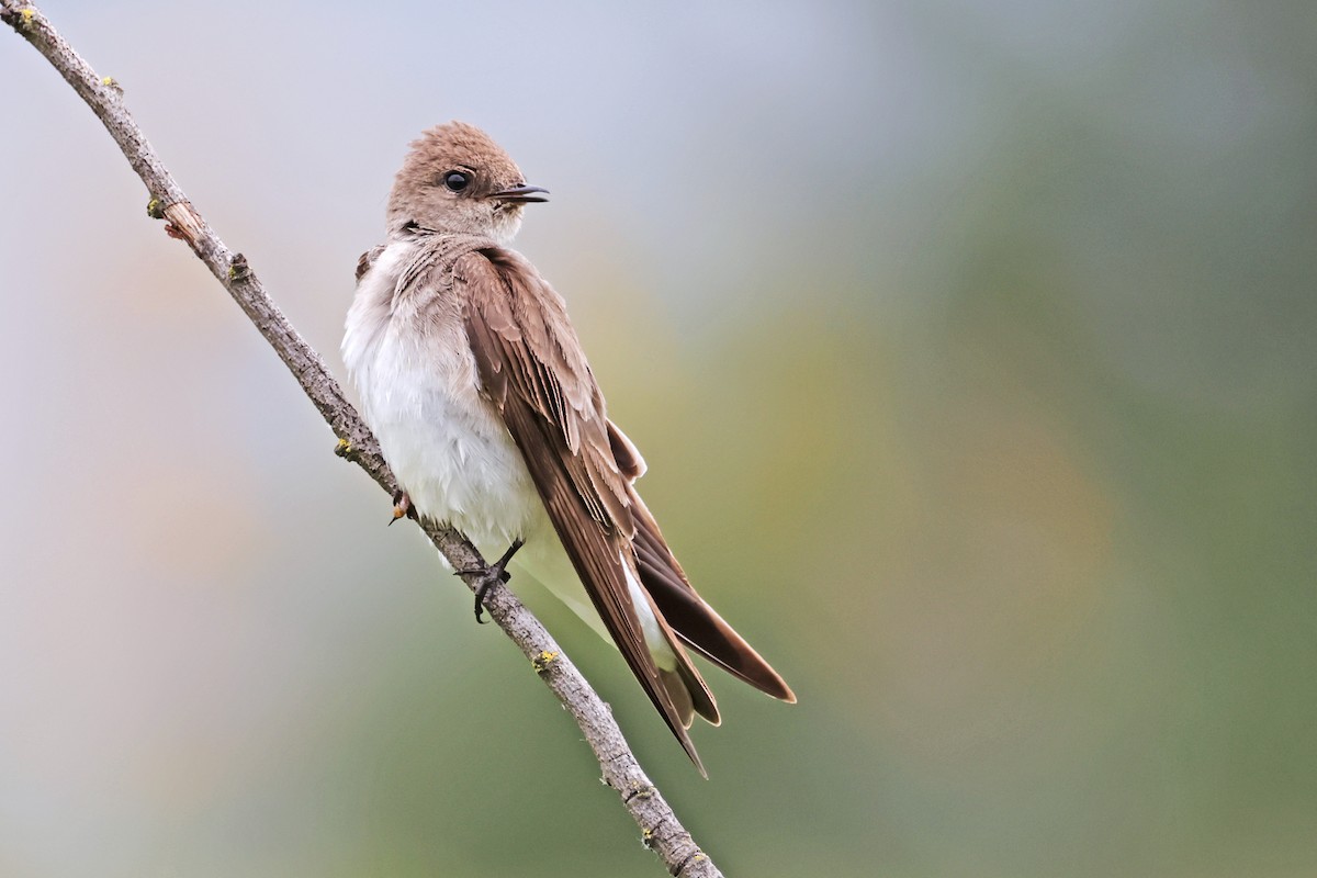 Northern Rough-winged Swallow - ML619503179