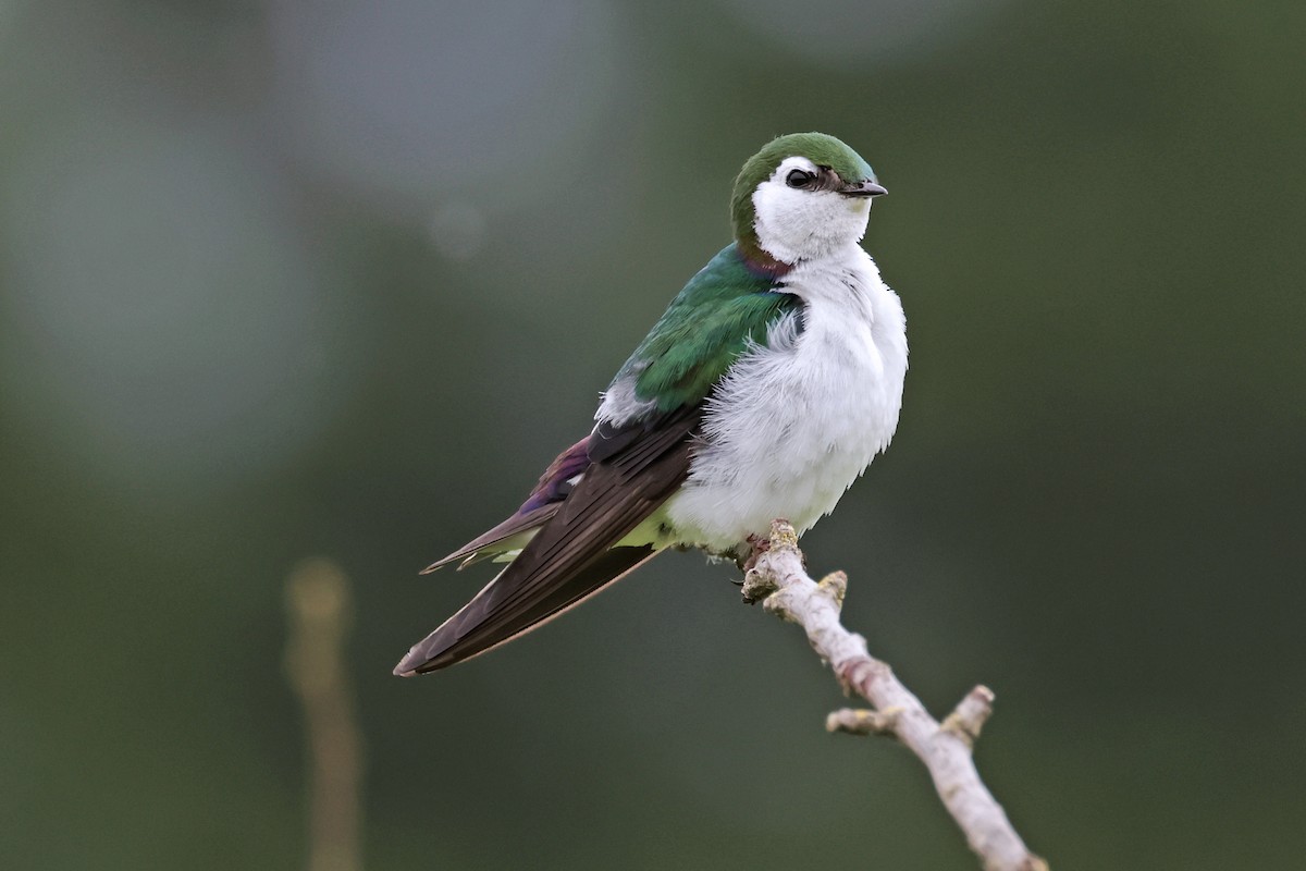Violet-green Swallow - ML619503192