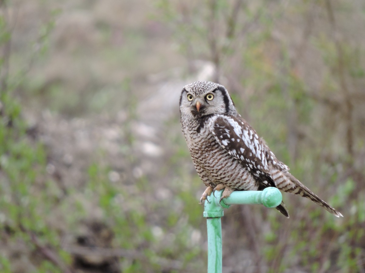 Northern Hawk Owl - Mary Ellen Newport