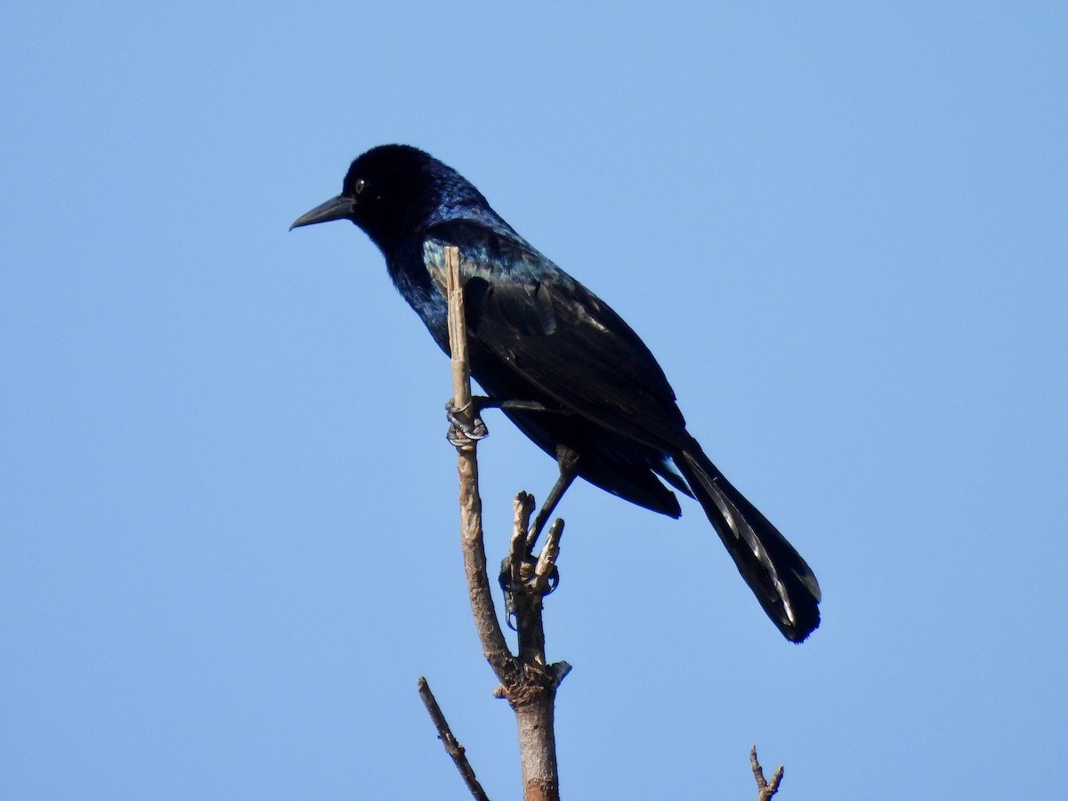 Boat-tailed Grackle - ML619503222
