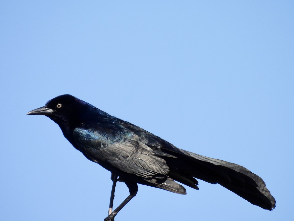Boat-tailed Grackle - ML619503224