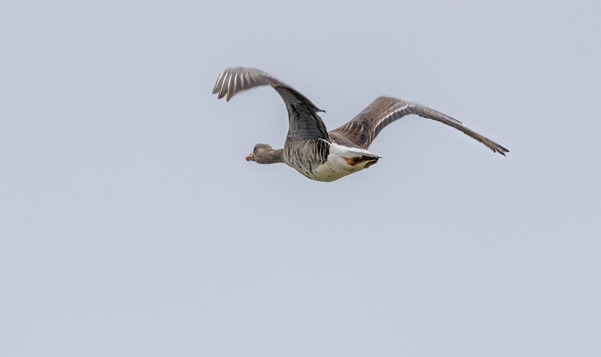 Greater White-fronted Goose - ML619503235