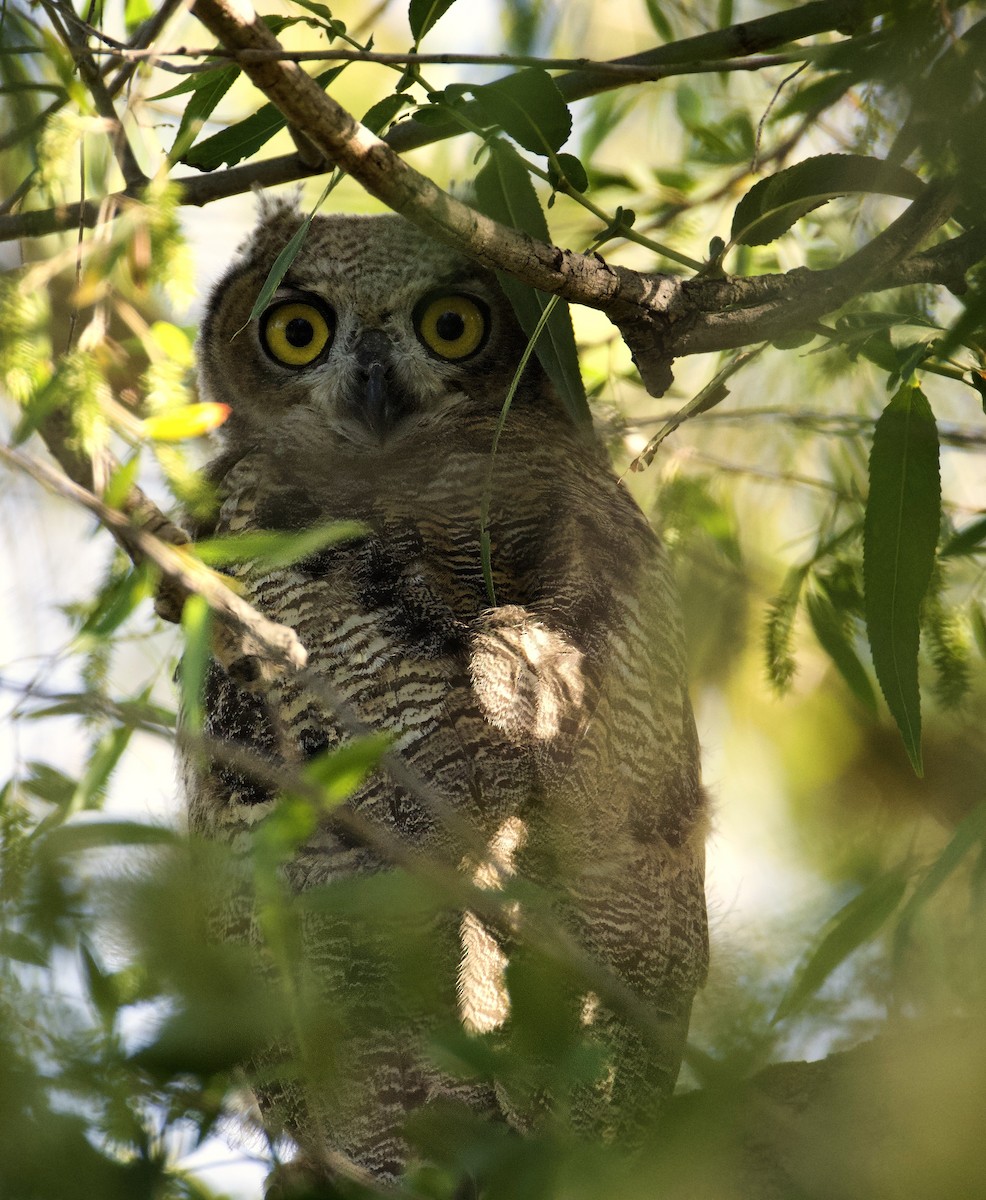Great Horned Owl - ML619503240
