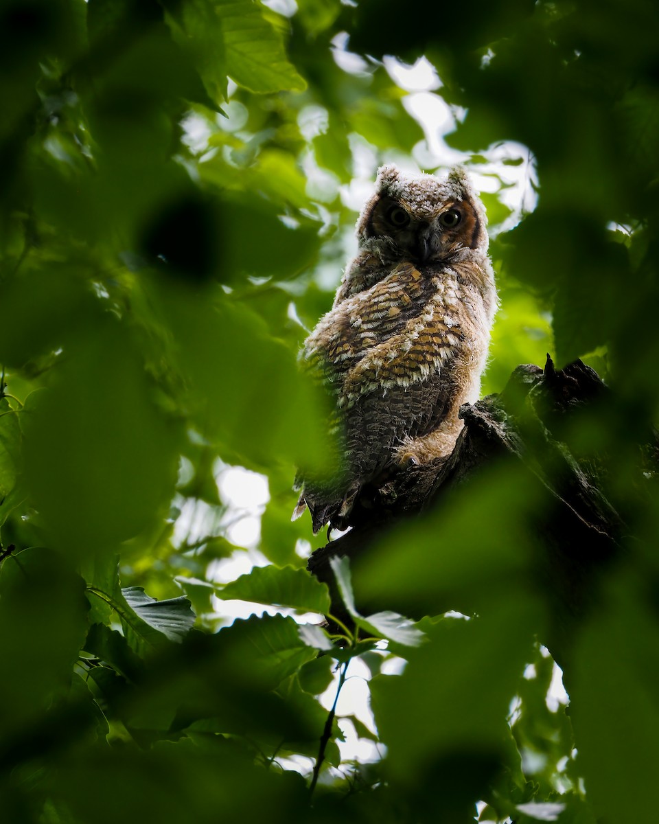 Great Horned Owl - ML619503266