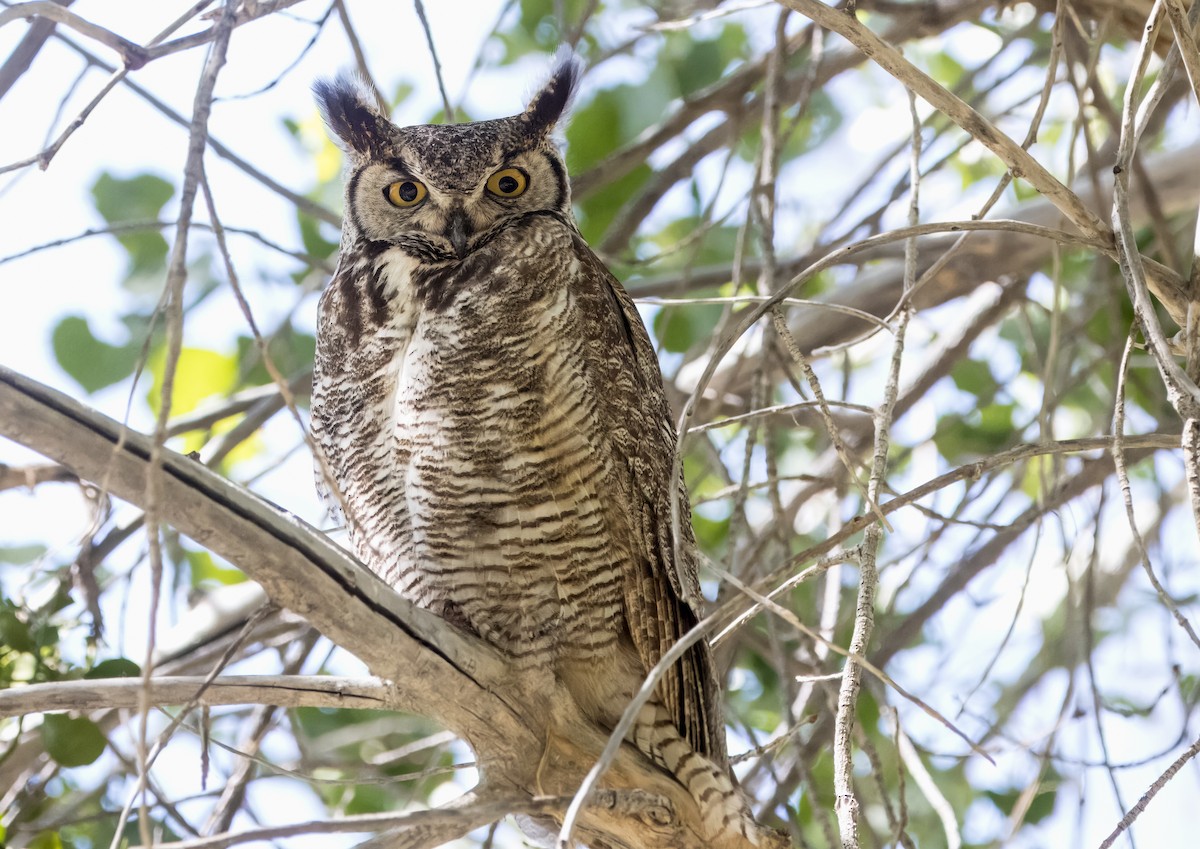 Great Horned Owl - ML619503297