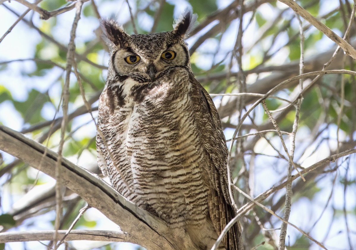 Great Horned Owl - ML619503298