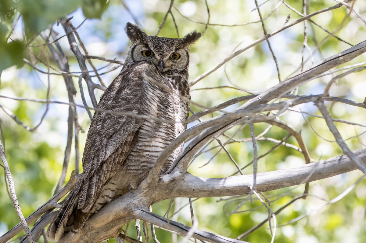 Great Horned Owl - ML619503299