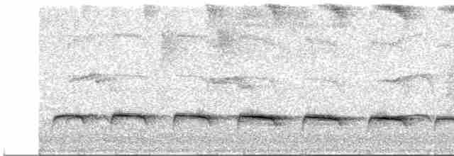Weißbinden-Ameisenvogel - ML619503308