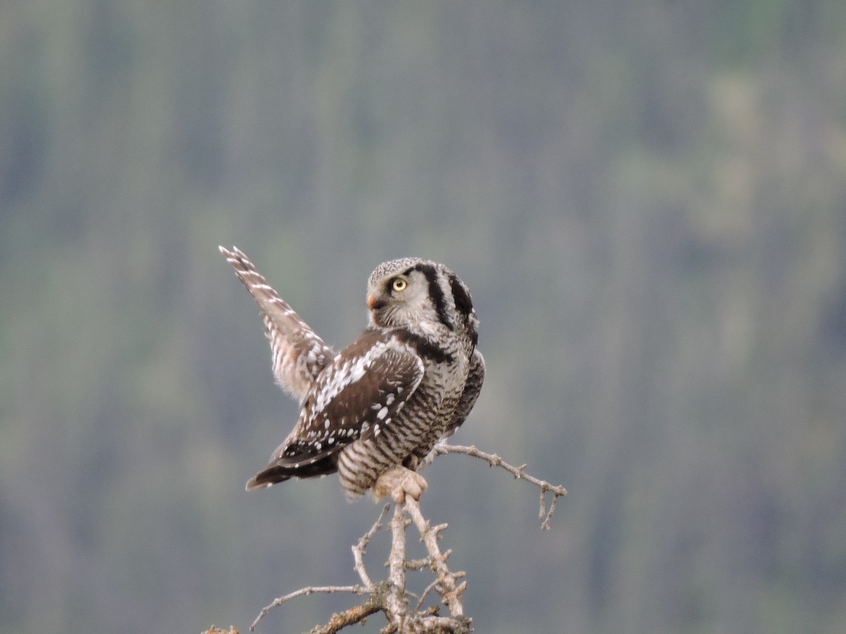 Northern Hawk Owl - ML61950331