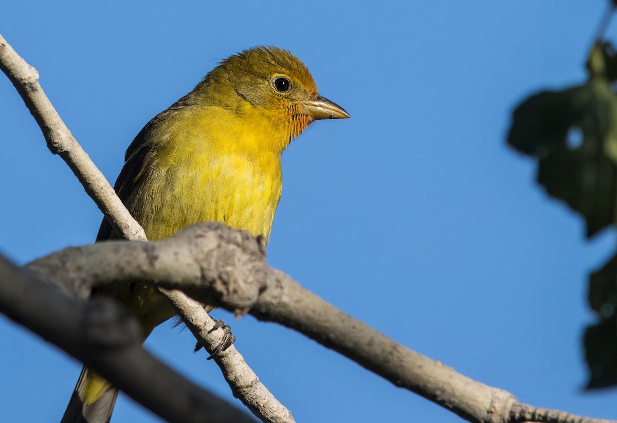 Western Tanager - ML619503351