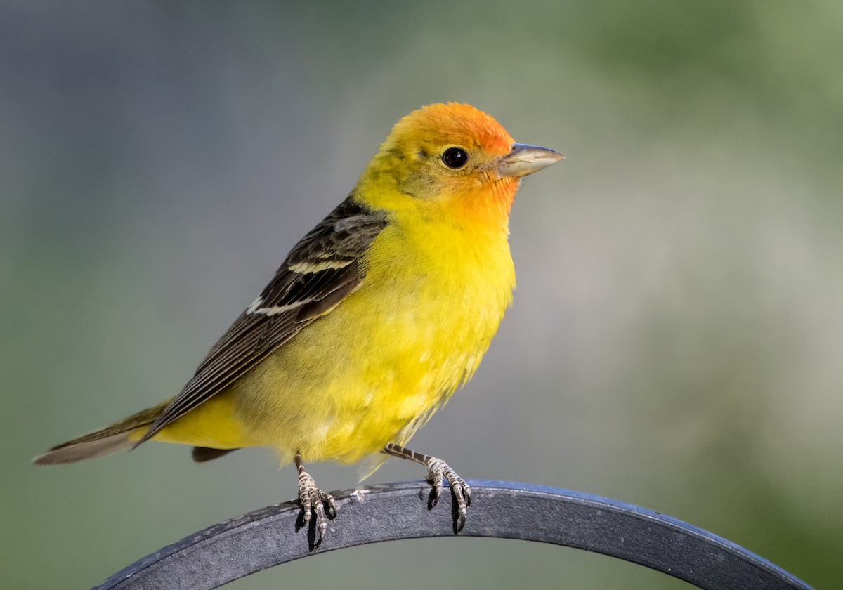 Western Tanager - ML619503353