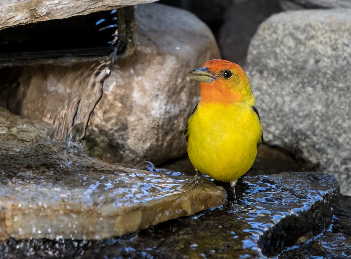 Western Tanager - ML619503361