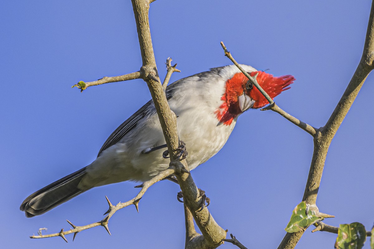 Red-crested Cardinal - ML619503376
