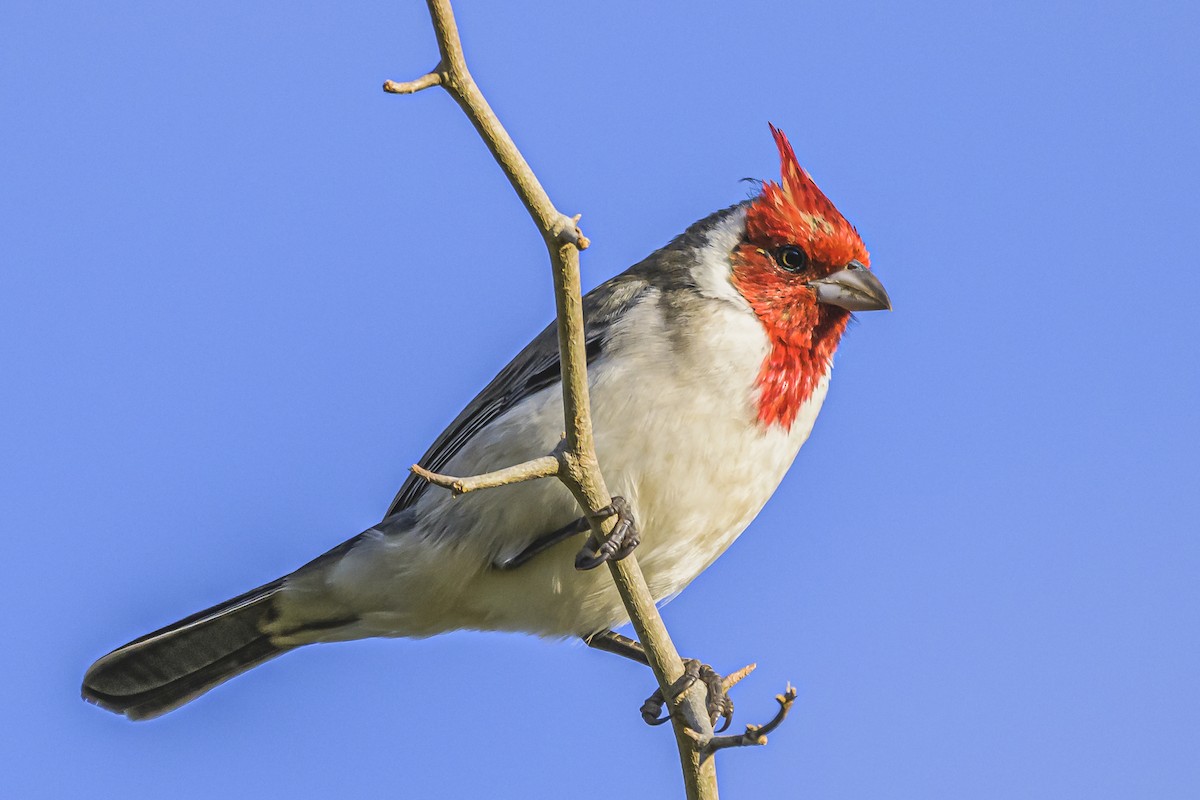 Red-crested Cardinal - ML619503377