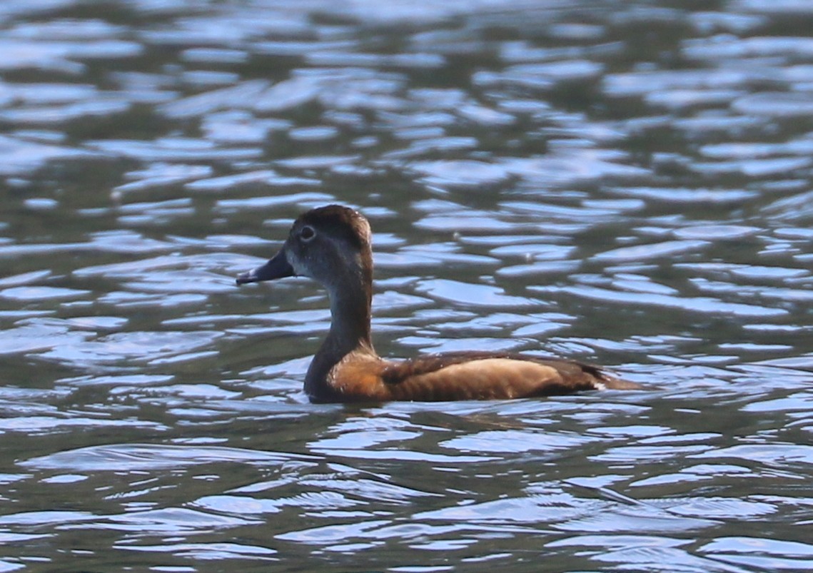 Ring-necked Duck - ML619503382