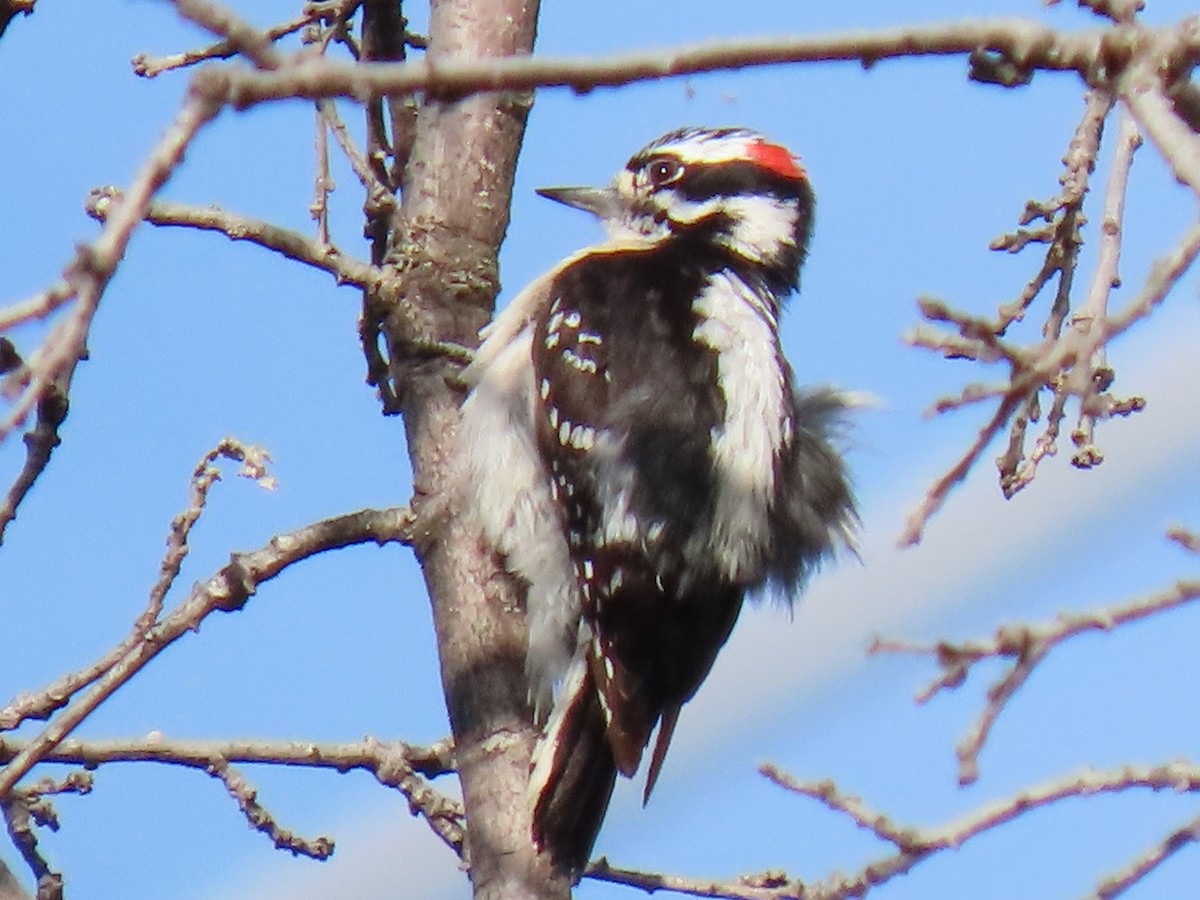 Downy Woodpecker - ML619503415