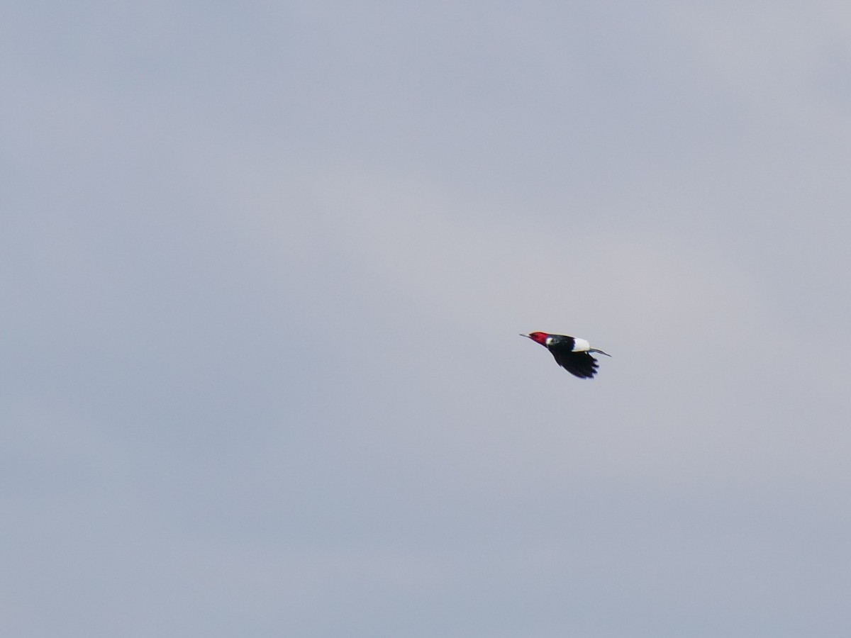 Red-headed Woodpecker - ML619503490